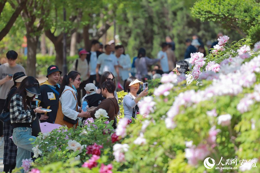 大量游人在园内赏花拍照。人民网 王晓飞摄