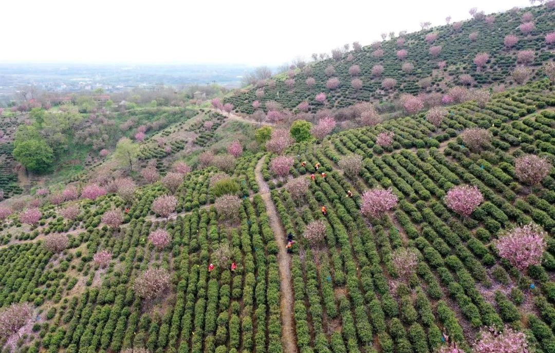 茶园。