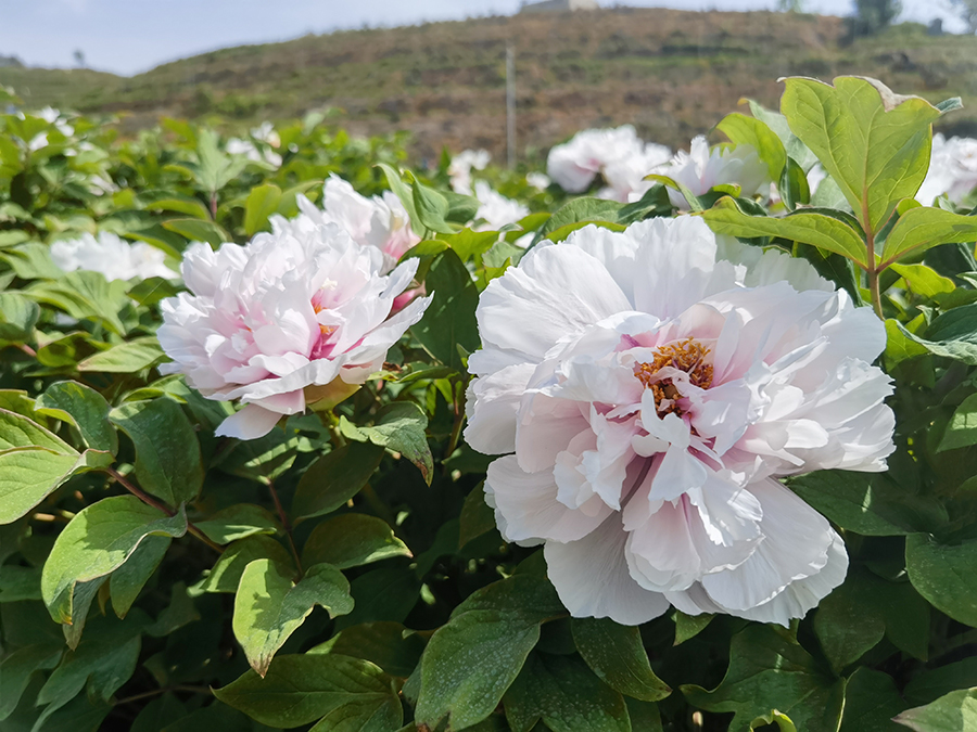 牡丹花竞相开放。邱滴摄