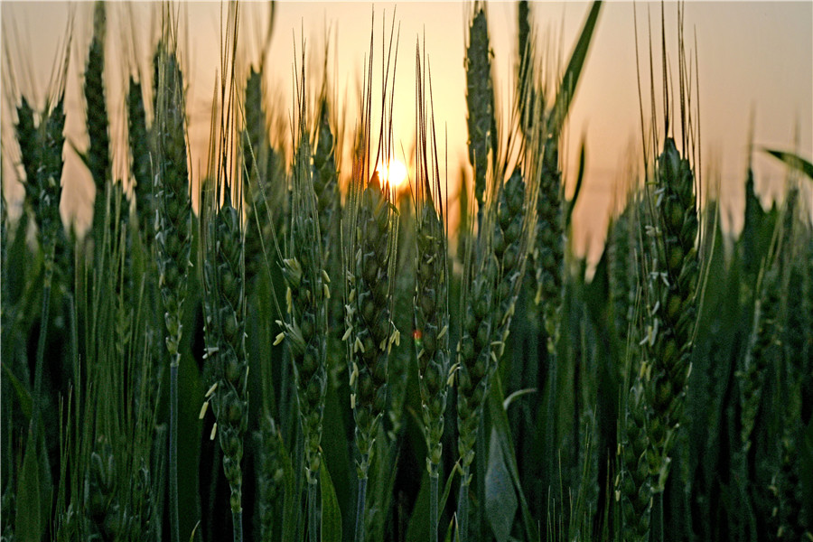 2023年4月11日，安徽省淮南市寿县堰口镇江黄村麦田内，小麦抽穗扬花，进入生长旺盛期。