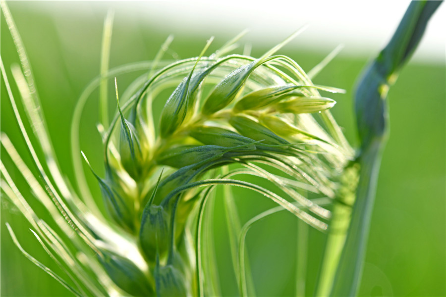 2023年4月11日，安徽省淮南市寿县堰口镇江黄村麦田内，小麦抽穗扬花，进入生长旺盛期。