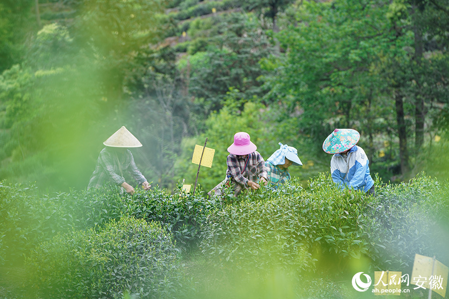 茶农正在采摘太平猴魁。人民网 陈若天摄