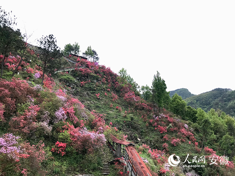映山红开满山坡。人民网 高飞跃摄