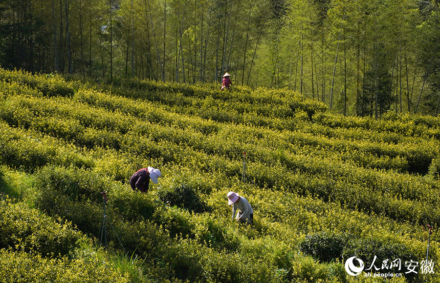 茶园里工人正在采摘茶叶。人民网 王锐摄