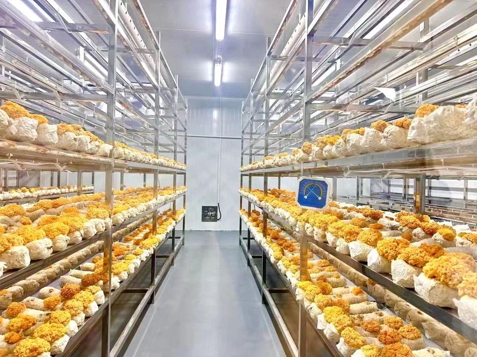 种植房内，一排排白色的菌棒绽放出一朵朵金灿灿的“黄金花”