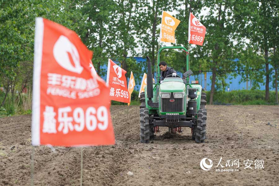 蠡乐969玉米种子播种。人民网 陈若天摄