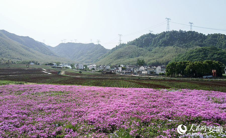 羅城村裡的種植的觀光花卉。人民網 王銳攝