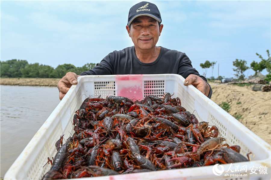 王定平展示飼養的小龍蝦。人民網記者 苗子健攝