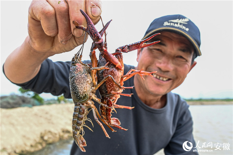 王定平展示飼養的小龍蝦。人民網記者 苗子健攝