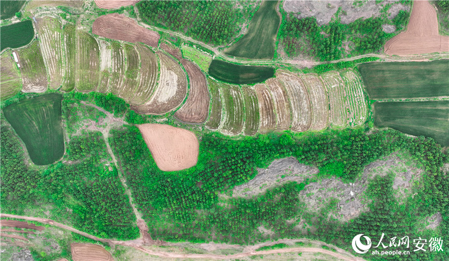 朱顶镇地形特殊，植树造林任务复杂。人民网记者 陶涛摄
