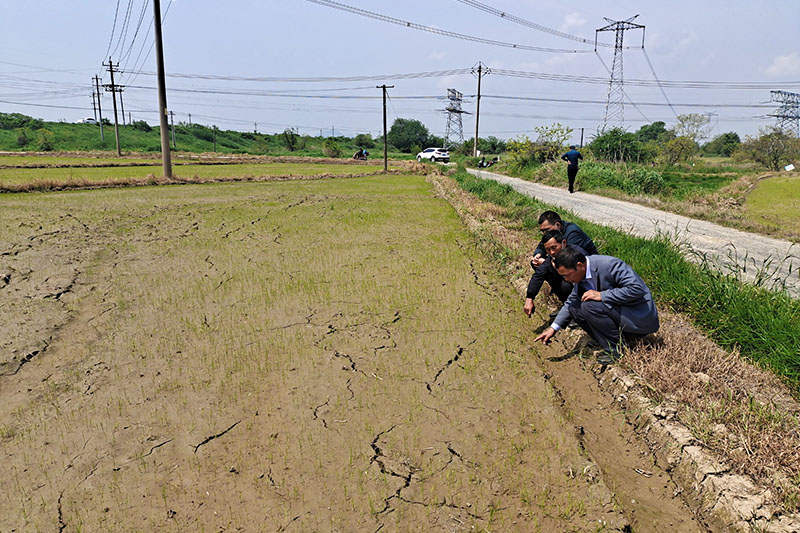 程太平指导农民对直播水稻进行苗期管理。受访者供图