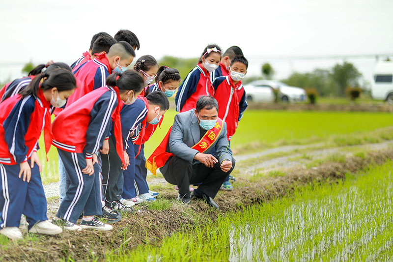 程太平蹲在田埂边，给小学生普及水稻秧苗小常识。受访者供图