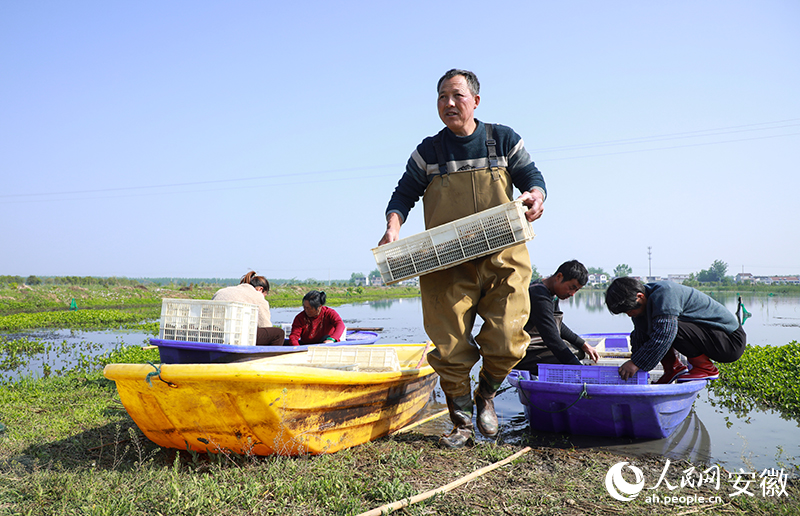 在收网装箱后，五河龙虾将被运往安徽蚌埠、江苏盱眙等地。人民网记者 陶涛摄