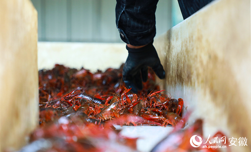 个头大点的龙虾，每斤均价都在30元以上。人民网记者 陶涛摄