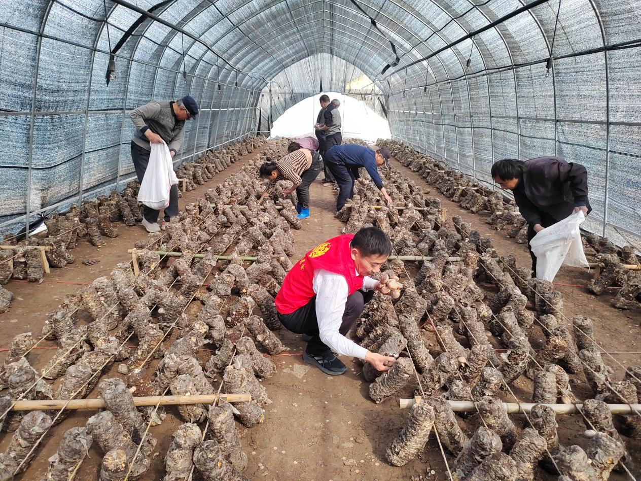 香菇大棚內，志願者和工人正在採摘。譙城區淝河鎮供圖