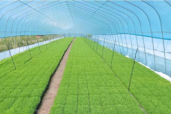 集中育秧助增產