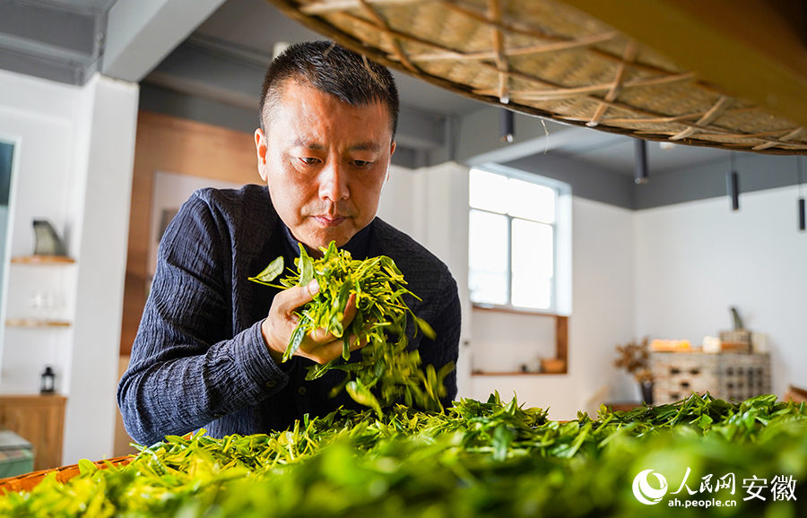 通过气味辨别鲜叶状态。人民网记者 王锐摄