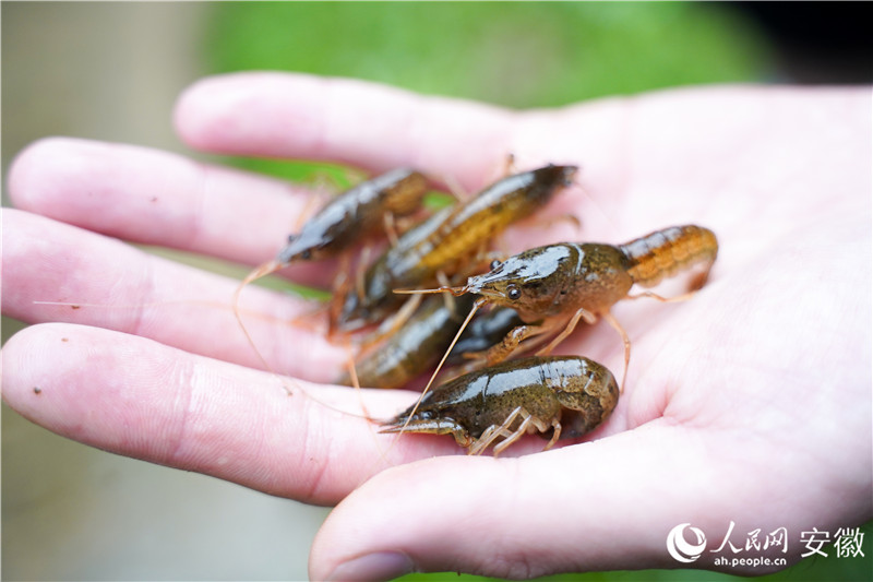 刚刚从水中被捞出的小龙虾苗。人民网记者 王锐摄