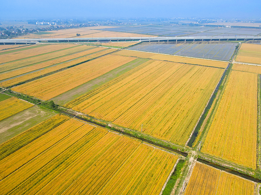 航拍合肥市庐江县同大镇泛黄成熟的麦田。李红兵摄