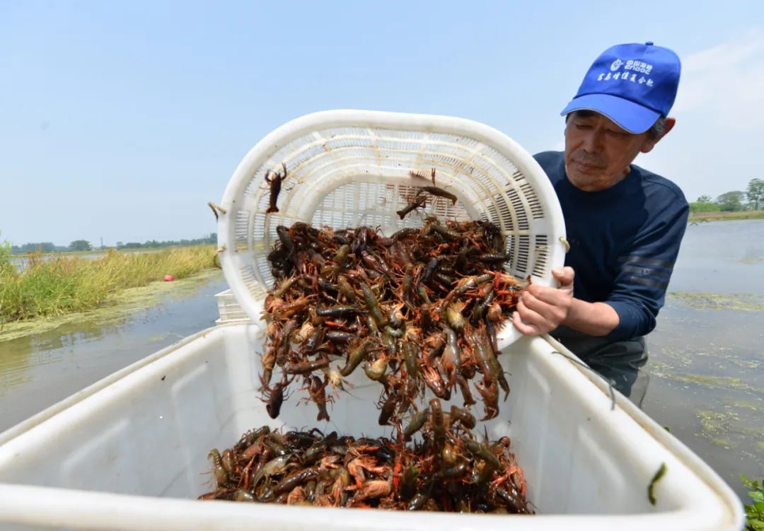 捕撈小龍蝦
