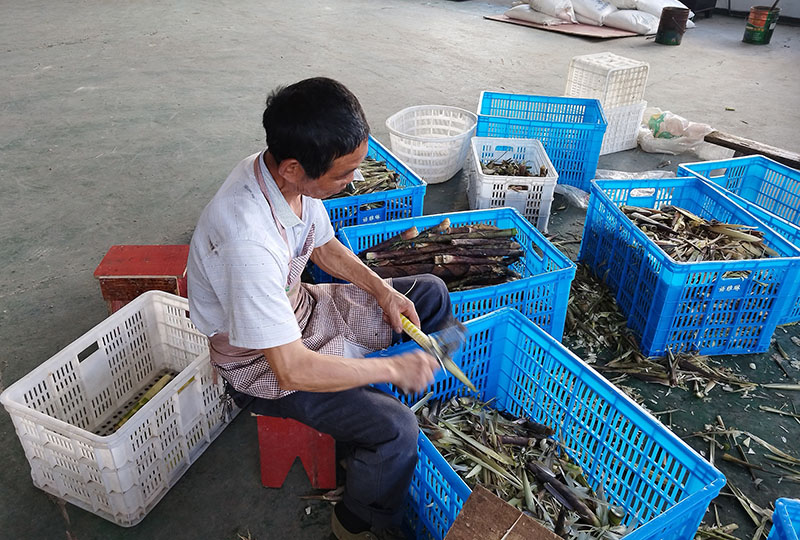 工人正在进行笋干加工。太湖县委宣传部供图