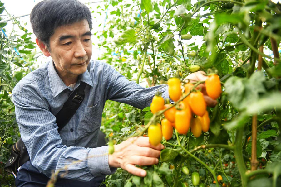 专家正在大棚中观察番茄植株形态。秦龙摄