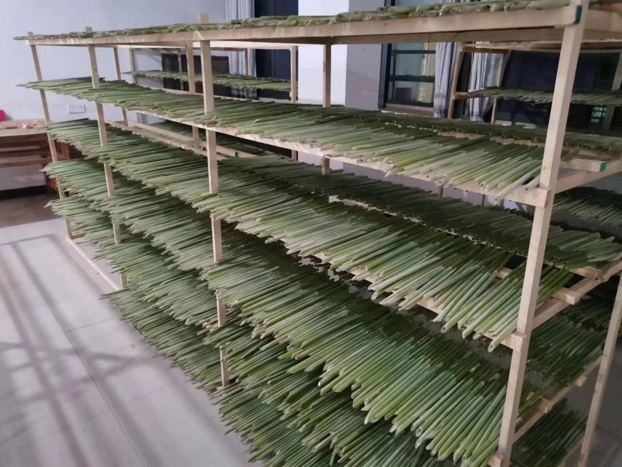 晾晒芦苇。五河县委宣传部供图