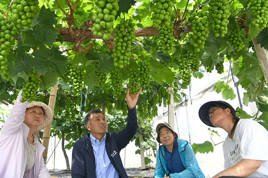 高级农艺师指导庭农场群众对葡萄进行科学梳果、修枝。