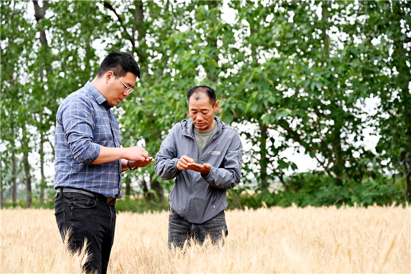农场经营公司技术员闫康与社区干部杨孔连查看小麦品质。杜刚摄