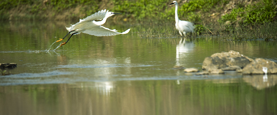 时而飞翔，时而觅食。汪龙摄