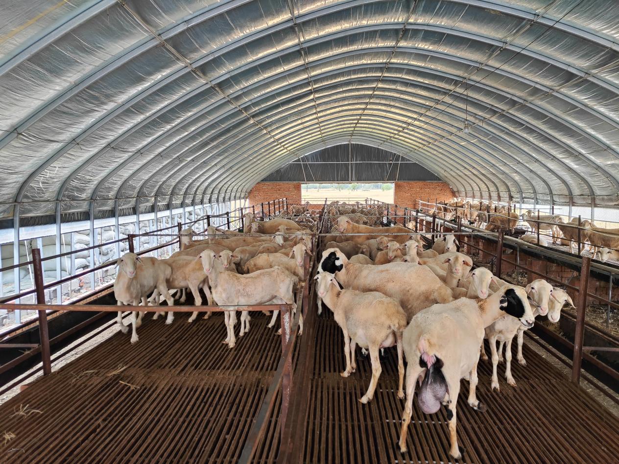 湖羊养殖场。五河县委宣传部沟通