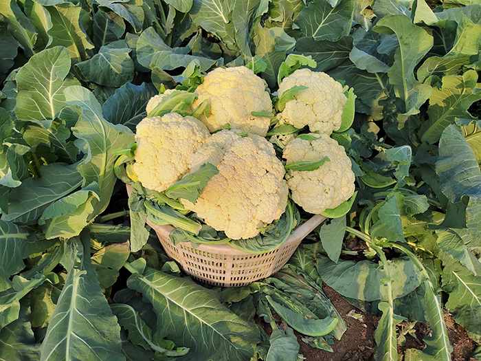 淝河鎮種植的花菜。譙城區淝河鎮供圖