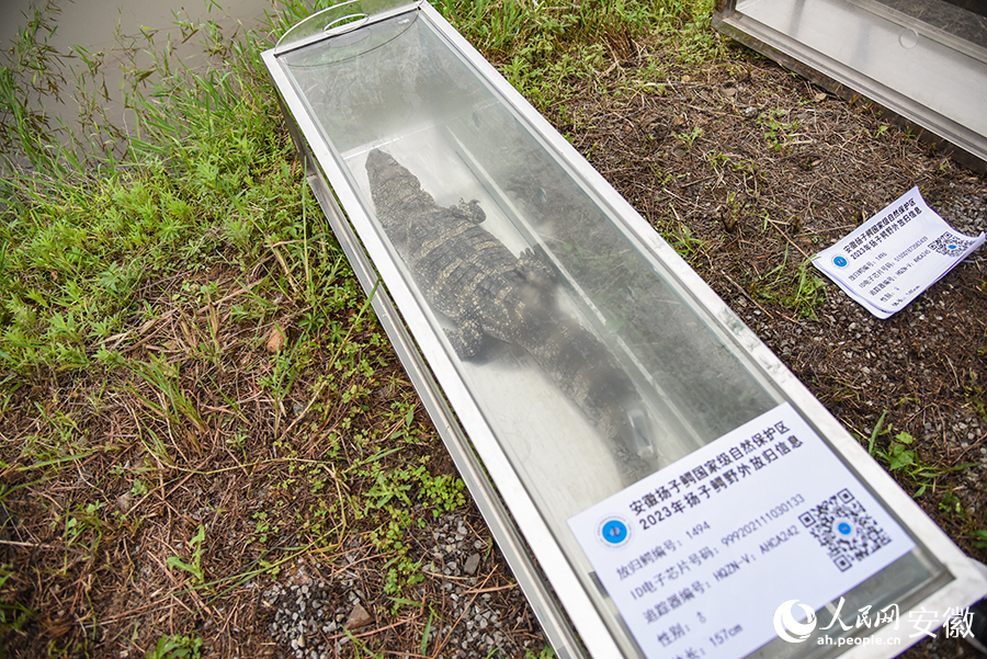 等待放生的扬子鳄被安置在放生箱中。人民网 李希蒙摄