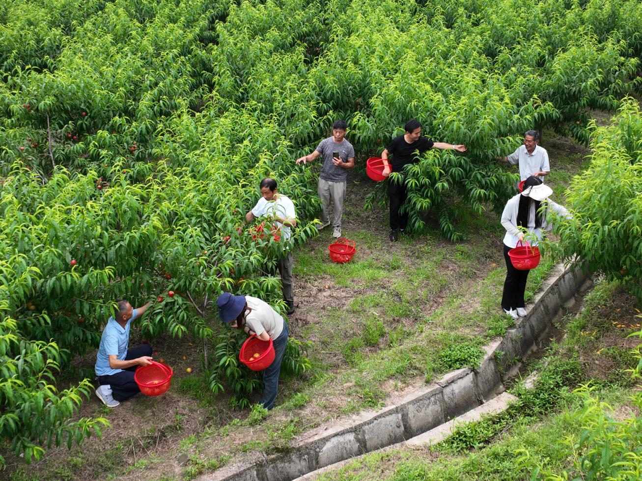 采摘油桃。