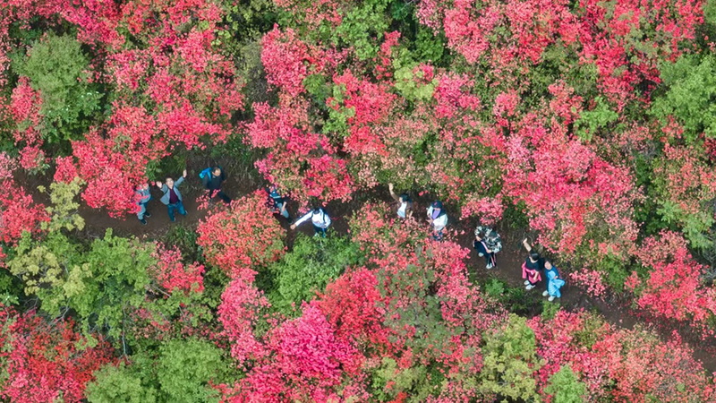 映山红花海迎客来。朱学文摄