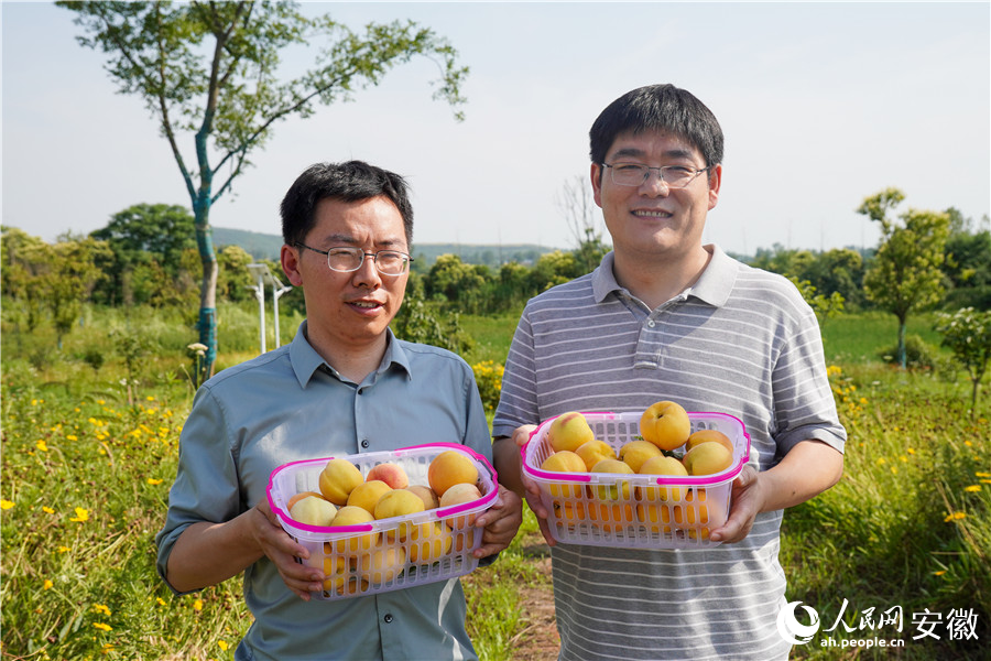 游客们正在体验采桃。人民网记者 陈若天摄