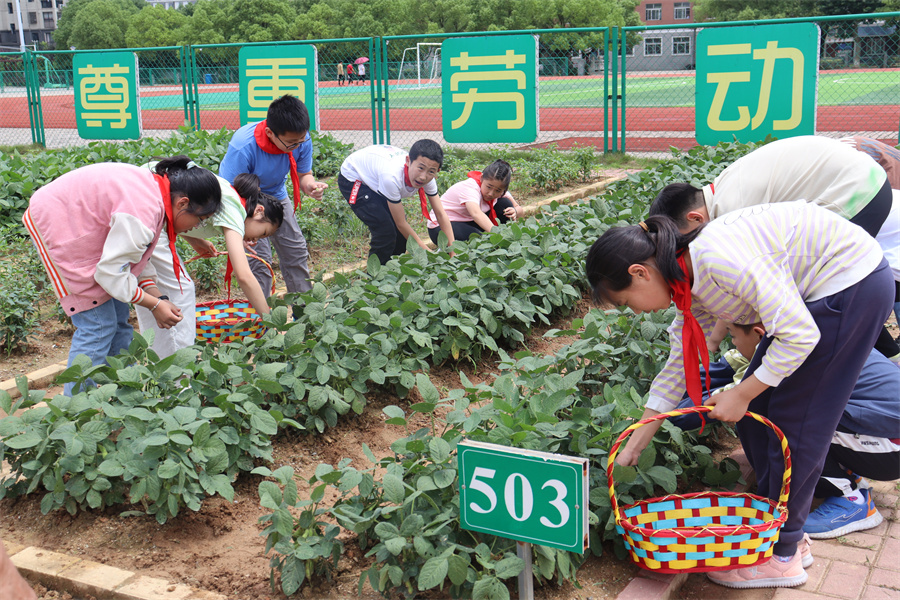 安徽青阳第三小学：小小种植园蕴藏成长大智慧【2】
