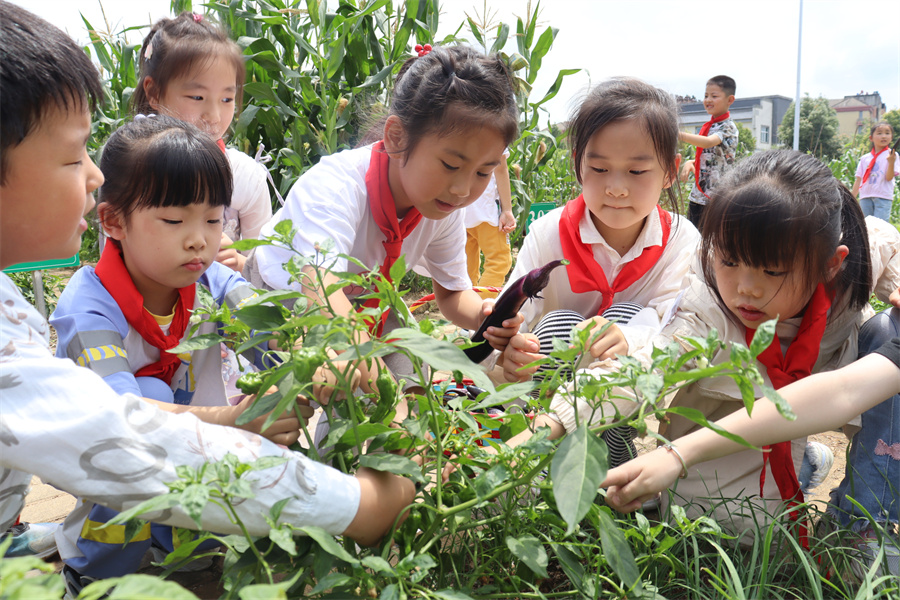安徽青阳第三小学：小小种植园蕴藏成长大智慧【4】