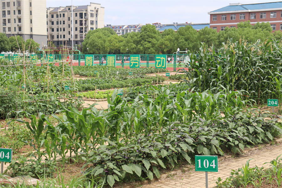 安徽青阳第三小学：小小种植园蕴藏成长大智慧【6】