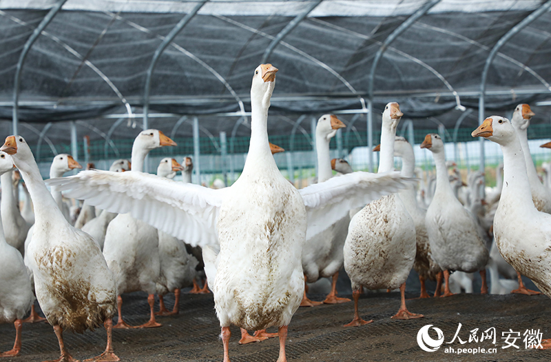 11定远卤鹅肉质肥美，都是选自当地的大白鹅作为主料。人民网记者 陶涛摄