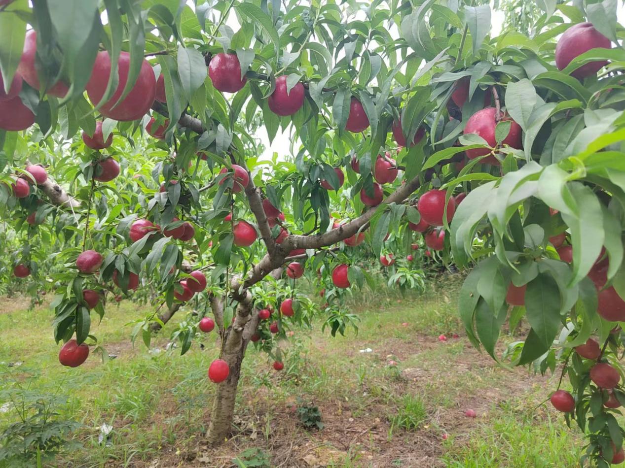 桃子喜获丰收。郑贝茹供图