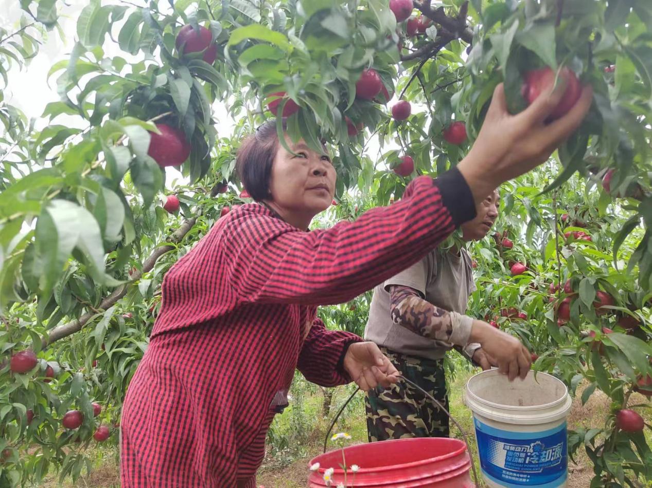 采摘油桃。郑贝茹供图