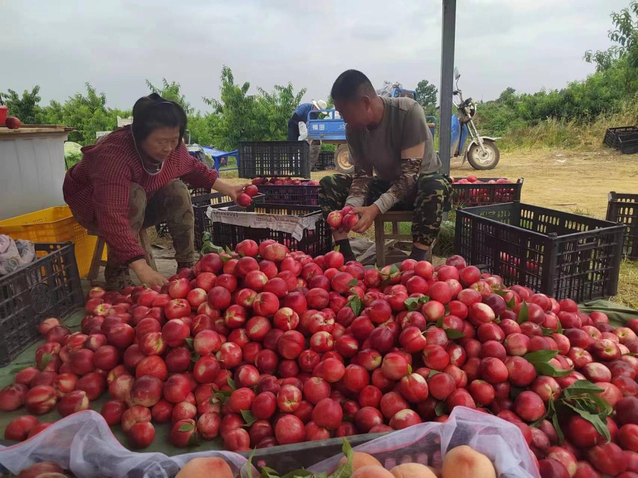 张茂政正在挑选优质桃子装框。郑贝茹供图