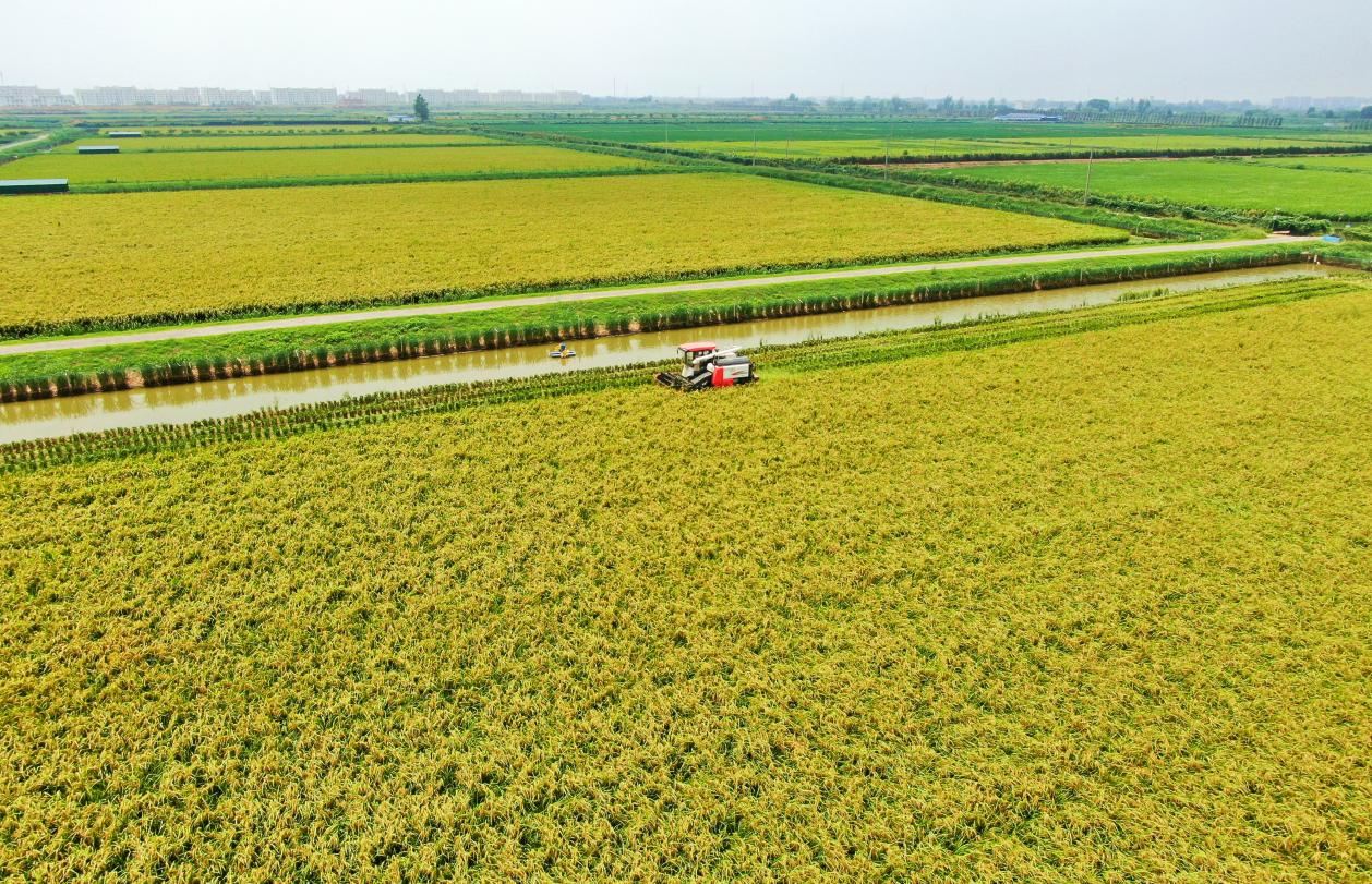 肥西县水稻收割。陈家乐摄