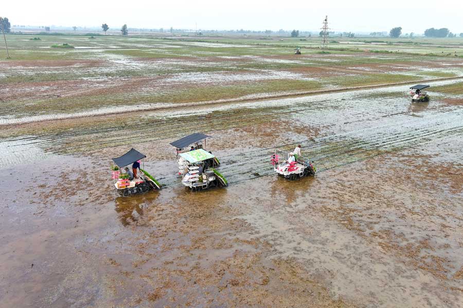 种粮农户开展水稻种植作业。胡磊摄