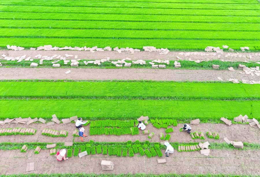 种粮农户整理秧苗，准备水稻种植作业。胡磊摄