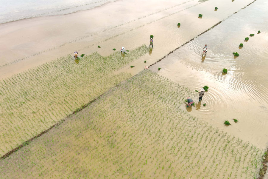 种粮农户开展水稻种植作业。胡磊摄