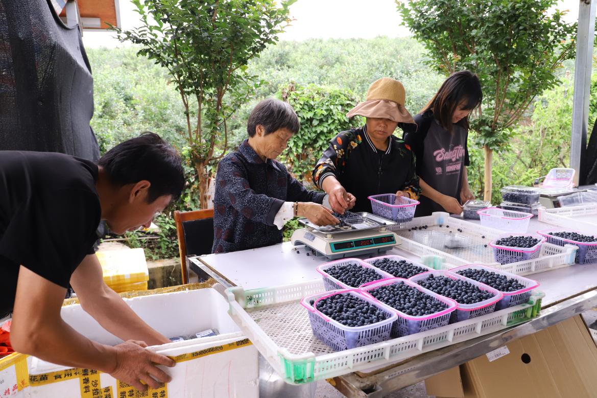 藍莓豐收。郎溪縣委宣傳部供圖