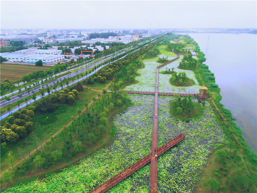 荷花绽放“幸福河湖”。赵子俊、唐佳琪 摄
