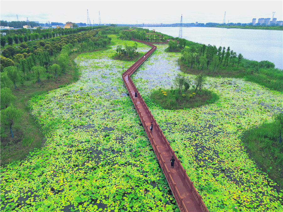 荷花绽放“幸福河湖”。赵子俊、唐佳琪 摄